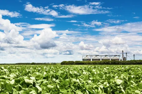 Soybean field with grain storage silos in the background, under a blue sky with clouds