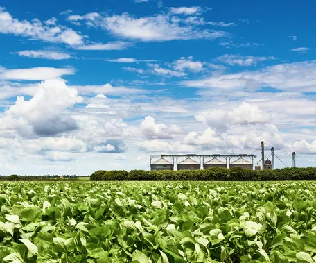 Lavoura de soja com silos de armazenagem de grãos ao fundo, sob céu azul com nuvens