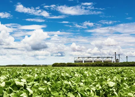 Cultivo de soja con silos de almacenamiento de granos al fondo, bajo un cielo azul con nubes